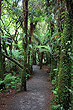 New Zealand Temperate Rainforest photos