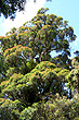 Northern Rata Tree photo