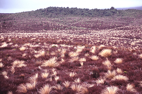 New Zealand Tussock Grass photos