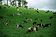 Dairy Cows photo