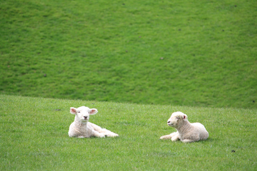 New Zealand Rural photos