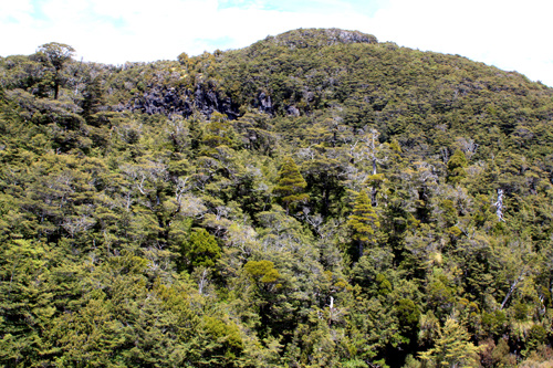 Beech Forest on Mt Ruapehu photo