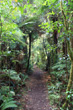 Ruapehu Temperate Rainforest photo
