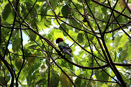 Red Shining Parrot on Eua Tonga photo