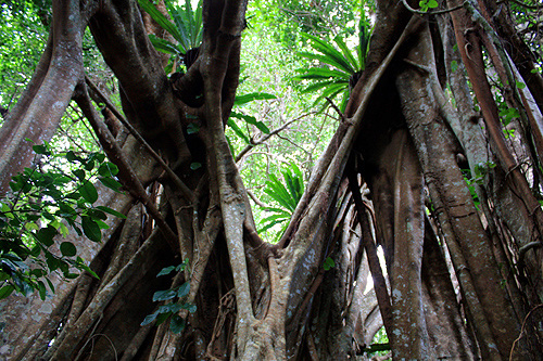 Banyan Tree photo