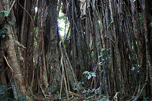 Banyan Tree photos