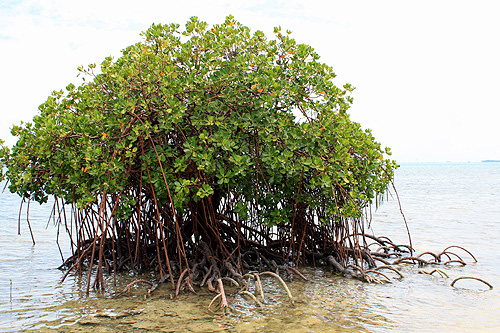 Coastal Plants of Tonga photos