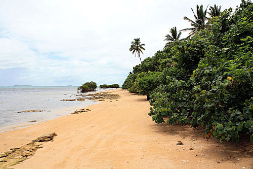 Coastal vegetation and Mangrove plants photo