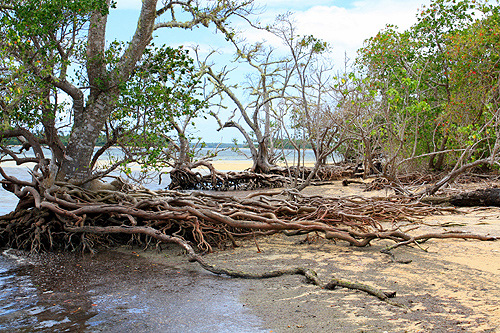Mangrove Tree Roots photo