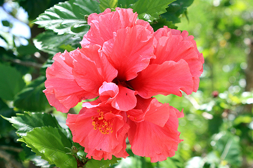 Tongan Flower photos
