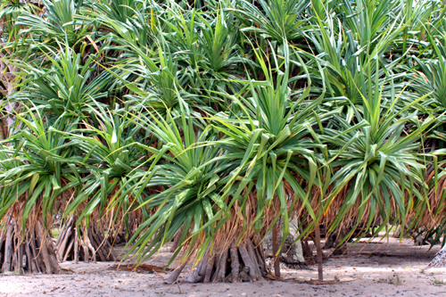 Pandanus Palm Forest photo