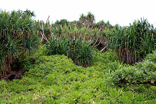 Pandanus Palm Forest photo