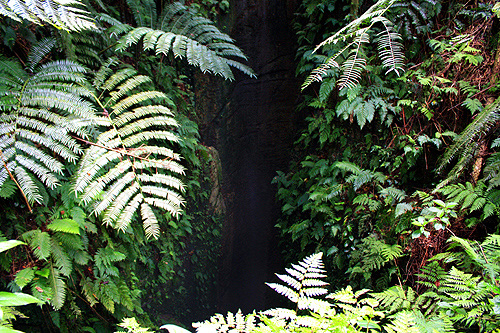 Tropical Rainforest in Tonga photos