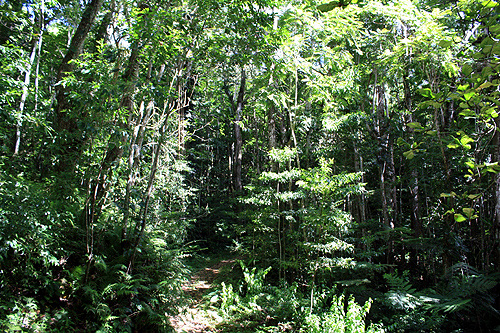 Tongan Rainforest photos